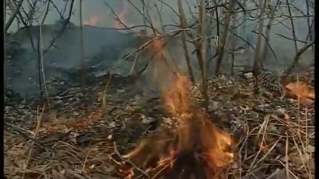 Промо ролик в защиту лесов от пожара смотреть онлайн