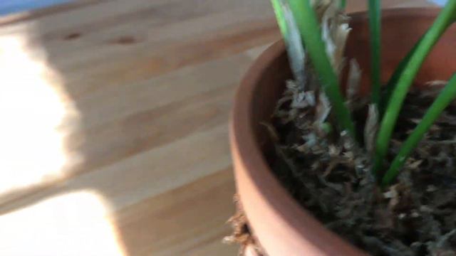 Cooling pot method for Masdevallia indoor growers смотреть онлайн