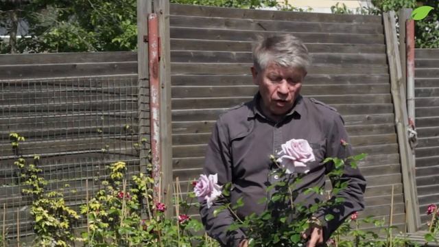 Выбор сорта и уход за розами смотреть онлайн