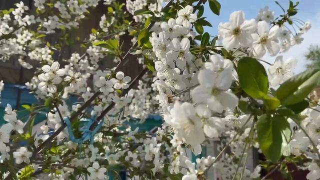 Вишня весной. Цветущая вишня. Цвет вишня. Весна цветение вишни. Как цветет вишня. смотреть онлайн