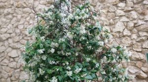 Трахелоспермум жасминовидный (Trachelospermum jasminoides), ботанический сад Орхус, Дания