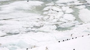 Пингвины в Антарктиде