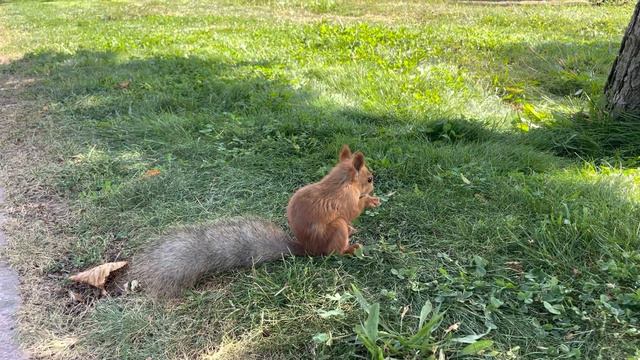 Белки в Парке Первого Президента. Любимый город Алматы. смотреть онлайн