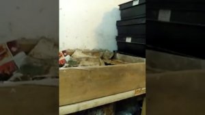Разведением червя в подвале