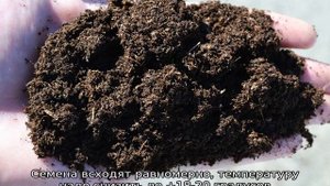 Томат Утренняя роса