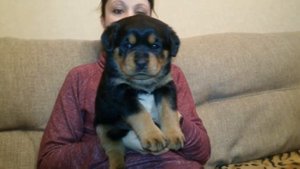 Щенки ротвейлера, щенок сука(оранжевая) - продаётся!