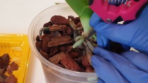 У орхидеи желтеют листья || Орхидея гниёт || Обработка орхидеи с желтыми листьями