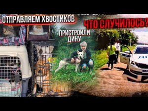 Персик сбежал. Отправляем хвостиков в Германию, Нас догнали ДПС. Как встретили Дину хозяева