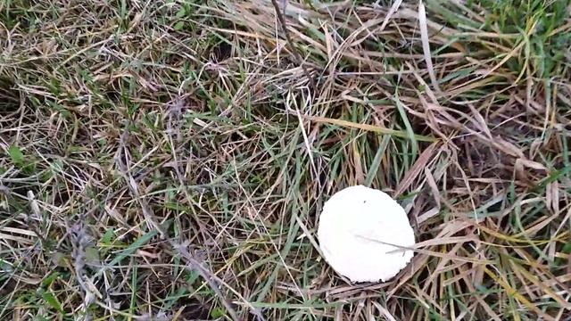 На луг за грибами! Осень 2020! Прогулка по лугу! Деревенская природа! смотреть онлайн