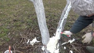 Зимне-весенняя обрезка деревьев. Чем заделать дупло. Зимние работы в саду и в огороде