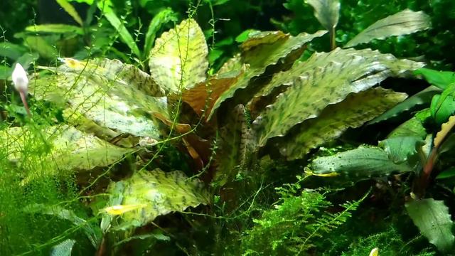 #relax#tank#aquarium#Bucephalandra#релакс#аквариум#moss Криптокарина Нури Креветки Желтый неон