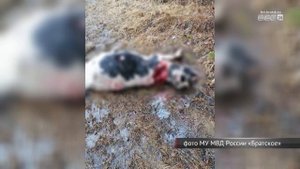 Медведь вышел к людям в одном из районов Братска