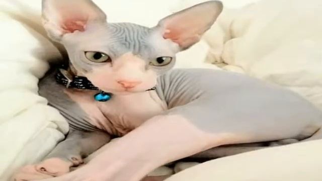 Лысые кошки