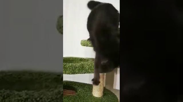 № 2383D* кошка Мейн-кун голубой солид (а) 6 месяцев смотреть онлайн