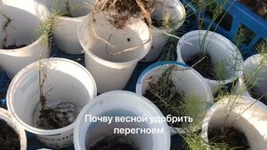 Выращивание спаржи (Аспарагуса) из семян.