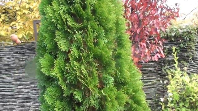 Почему пожелтела туя и как ее спасти. Болезни хвойных растений.