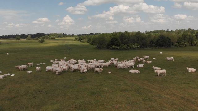 Шароле купить в Калининграде смотреть онлайн
