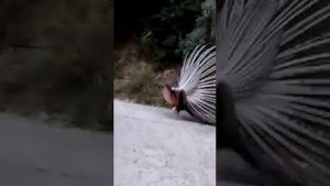 Спаривание павлинов)))