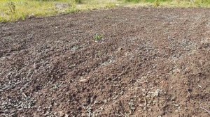 Посев горчицы на суглинистой почве, результат.