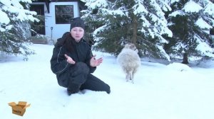 Мимимимини-барашки. Что вы точно захотите узнать про карликовых овец!