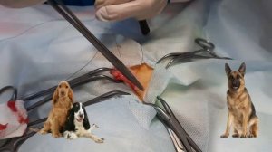 Грыжи у собак