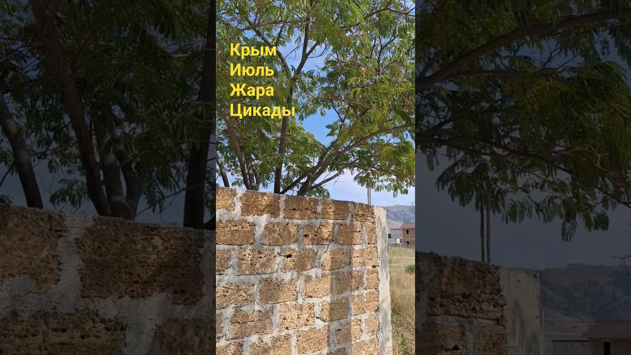 КРЫМСКИЕ ЦИКАДЫ