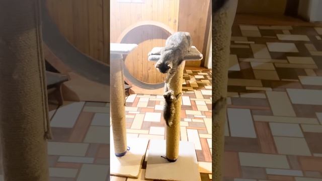 Мама кошка Пуся ночами учит своего котёнка маленького Чепусика лазить по когтеточке ??? смотреть онлайн