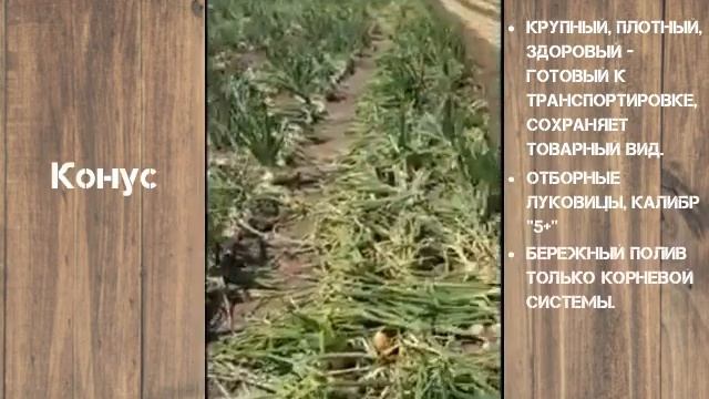 Лук. Овощи оптом смотреть онлайн