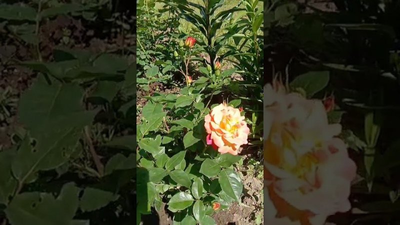 Розы цветут на даче