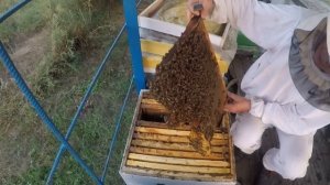 Работы на пасеке в августе после отбора меда Что должен сделать пчеловод в первую очередь.