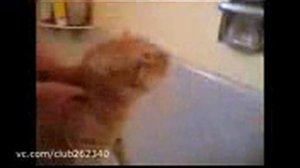 кот не хочет мыться