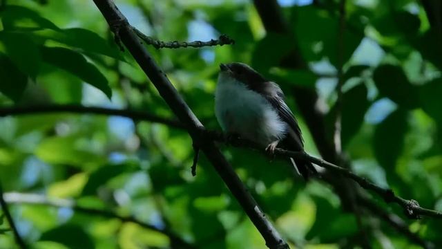 Nikon Coolpix B600. Feeding the chick. Кормление птенца смотреть онлайн