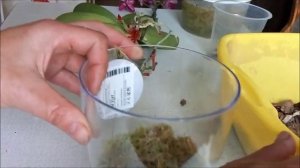 Сажаем орхидею в Закрытую систему.