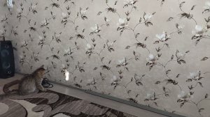 Котик ? на охоте