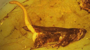 Находки в янтаре возрастом миллионы лет . Паразит убегающий от своего хозяина и другие находки .