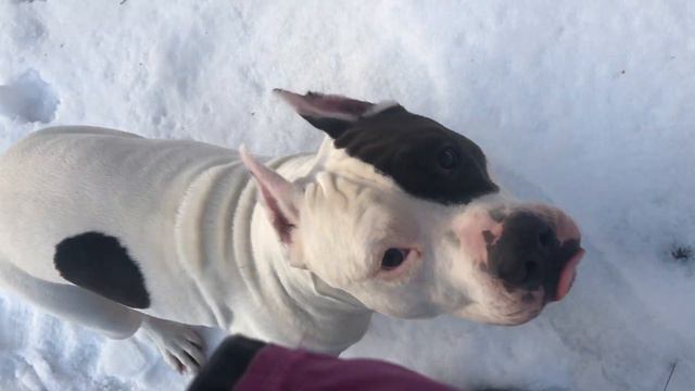 Дрессировка от Надежды Косаревой. Команда Рядом, смена направления. смотреть онлайн