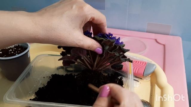 Не выкидывайте старые фиалки! Показываю как ей поменять грунт чтобы она стала молодой и пышно цвела смотреть онлайн