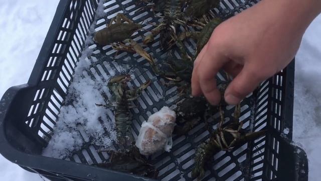 РАКОЛОВКА В ЛУНКУ ПОД ЛЕД. ПОИСК РАКОВ. ЛОВЛЯ РАКОВ ЗИМОЙ. ГДЕ ЗИМУЮТ РАКИ. смотреть онлайн