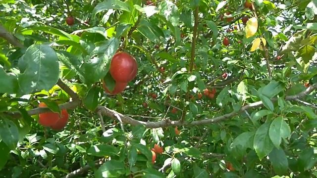 Летние приключения. Sunny Day VI. Серия 2. Дикая слива смотреть онлайн