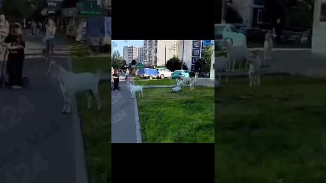 На юго-западе Москвы заметили коз