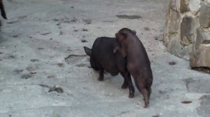 Зоопарк в Ялте. Yalta Zoo, Crimea, 2012