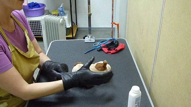 Как грумеру можно беречь руки от укусов и царапин?