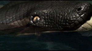 Titanoboa: Monster Snake - Titanoboa cerrejonensis