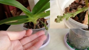 Орхидея ринхостилис растит цветоносы