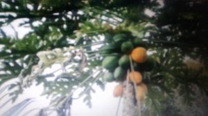 Дынное дерево: лечебные свойства и противопоказания.