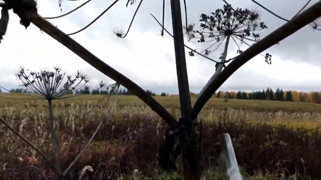 АСМР природа - в поисках грибов I ASMR nature - in search of mushrooms