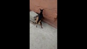 Драки собак жестокие