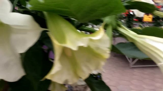 Brugmansia - Angel's Trumpet смотреть онлайн