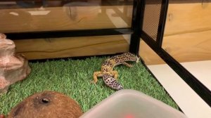 Эублефар кормление ящерицы сверчком