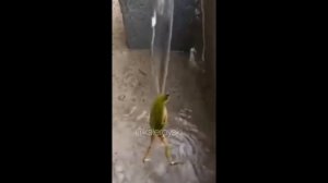 ЛЯГУШКА ТАНЦУЕТ В ДУШЕ ПОД ВОЯЖ ВОЯЖ НА ПРОТЯЖЕНИИ 1 ЧАСА (ТИК ТОК)